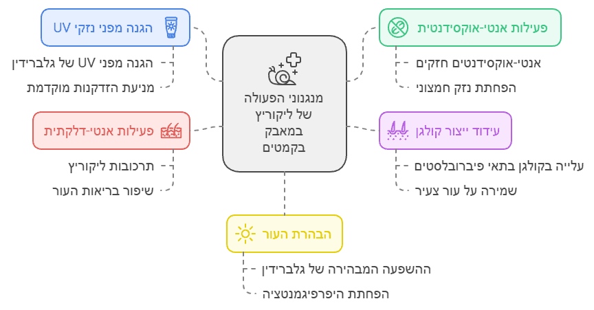 מנגנוני הפעולה של ליקוריץ במאבק בקמטים